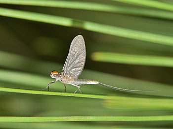 There are about 700 species of mayflies in the U.S. and Canada. While some bass feed on the insect during its larval stage, their emergence in late spring creates a feeding frenzy.