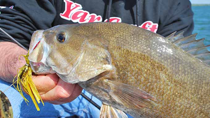 Missouri River Bronzebacks  The Ultimate Bass Fishing Resource Guide® LLC