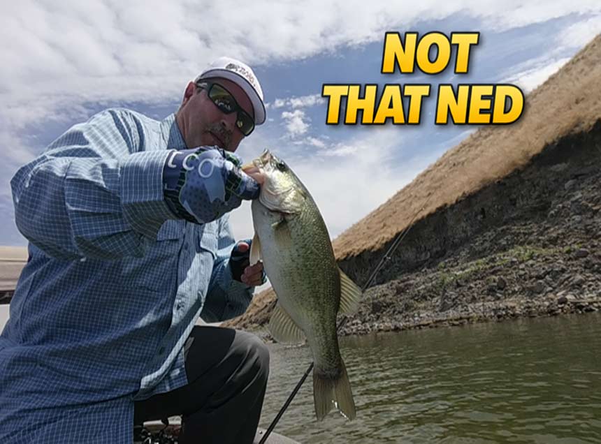 Ned Rig