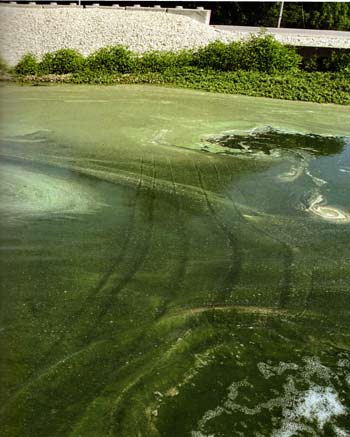This dead planktonic and blue-green algae would break down faster with adequate oxygen levels at the pond's bottom.