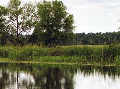 A healthy buffer zone to assist the capture of nutrient loads coming from surrounding lands.