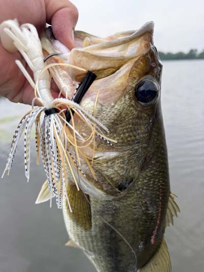 The Rocker Series swim jig comes through cover well and features a concave design that allows it to glide as it falls.