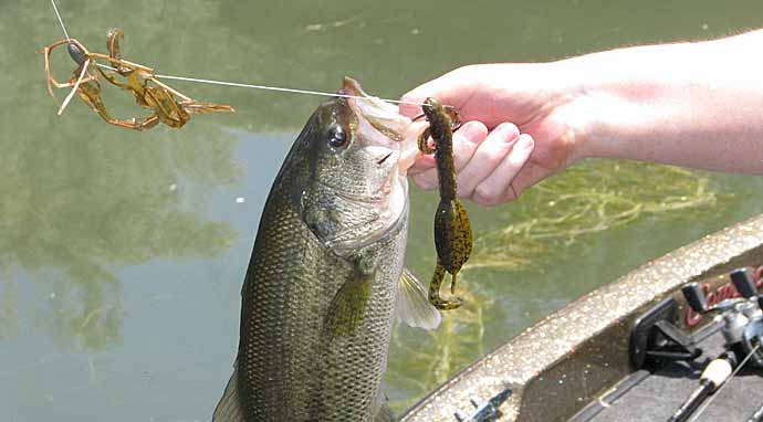Shallow Bassin'  The Ultimate Bass Fishing Resource Guide® LLC