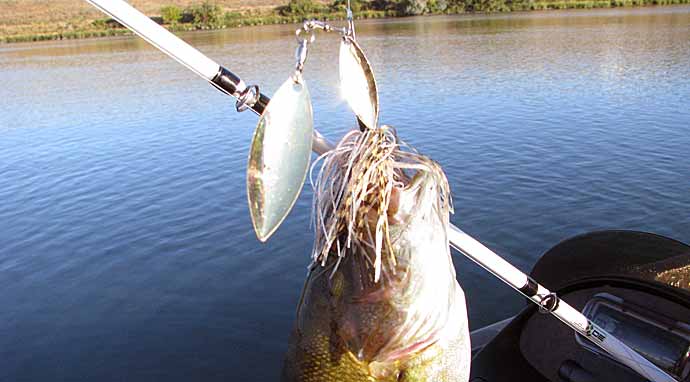 Fall Spinner bait Bass fishing 