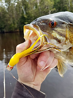 Fly anglers love topwater strikes. That’s why poppers are popular for chasing bass. But they shouldn’t overlook streamers, which produce bigger bass under a wider range of conditions. Photo courtesy of Tony Sandrone