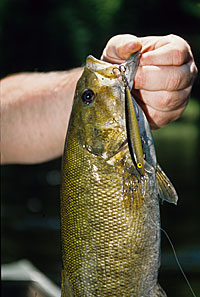 A variety of lures will work for river smallmouths including Rapala Minnows and X-Raps, Rebel Wee-Crawfish and tube jigs. Image by gnatoutdoors.com