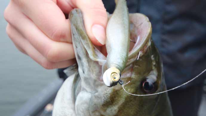 7 Best Fall Bass Lures To Use In The Autumn Season of 2024 - Bass