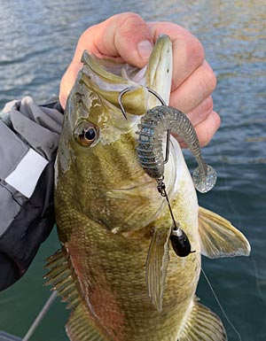 Fishing a swimbait on a Tokyo Rig has many benefits and the bait can quickly reach the bottom and stay there.