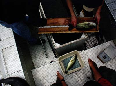 Weighing and measuring fish, collecting data for good decisions.