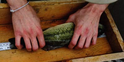 Most fish were cookie cutters, the same size as this bass.