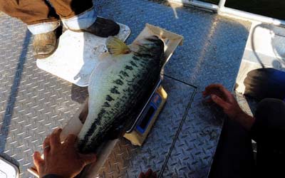 Great looking bass for October. Gizzard Shad, Bluegill, and Tilapia provide a perfect-sized meal.
