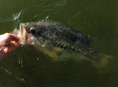 Same bass held in the water.