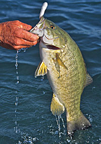 Tube-A-Licious!  The Ultimate Bass Fishing Resource Guide® LLC