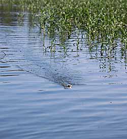 Everyone loves fishing a topwater, but versatile anglers know to put them down when conditions aren’t right.