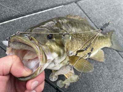 The Alabama Rig changed the way that bass anglers think about mimicking baitfish and they were now able to imitate a whole school of them.