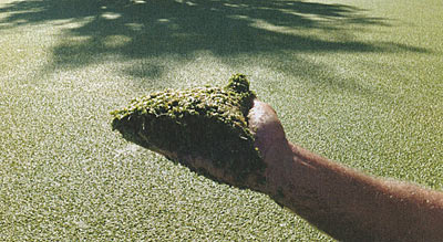 Duckweed. The proper protocol to eliminate this prolific plant is important. Algaecides won't work on this plant.