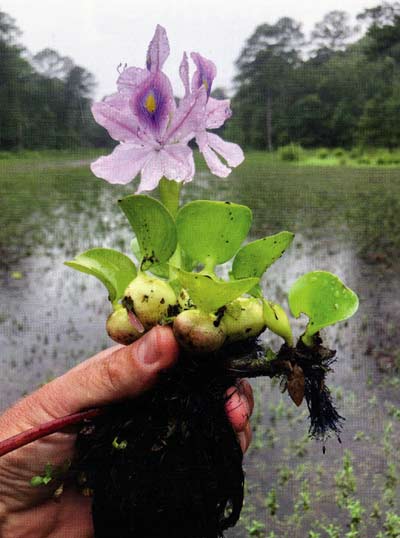 Although very attractive, Water Hyacinth is a non-native, invasive species that should never be introduced.