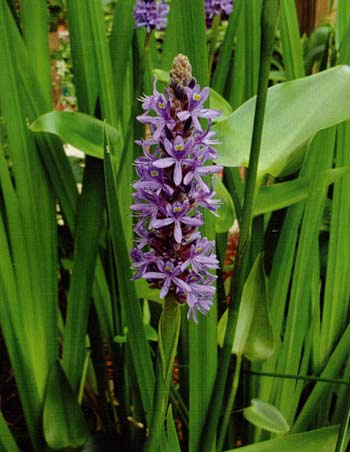 Pickerelweed has a lovely spike of light purple and yellow flowers and rarely causes problems in ponds.