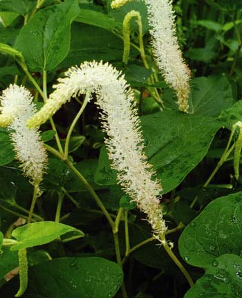 Lizard's Tail's bottlebrush-shaped white flowers pair well with Pickerelweed, but control will be required when it spreads.