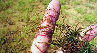 Bushy pondweed, a submerged plant, is a native, healthy plant that can cover too much ground if you let it.