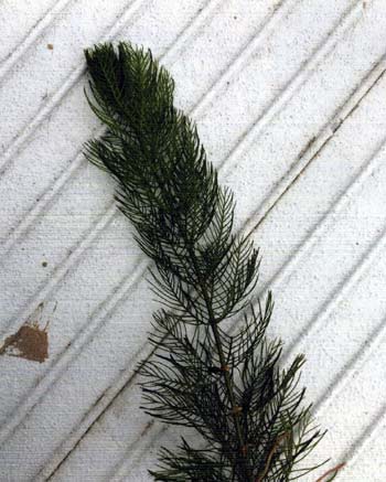 Eurasian watermilfoil is invasive. It looks similar to several other species. It acts differently than those others. Know your plants.