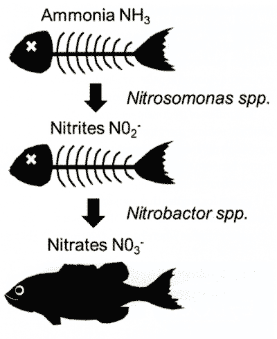 The denitrification process and fish.