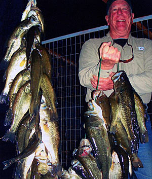 Young adults are easy to catch. In this case, these bass were harvested to make room for remaining fish to grow to larger sizes. These fish were harvested from a forty-acre lake.