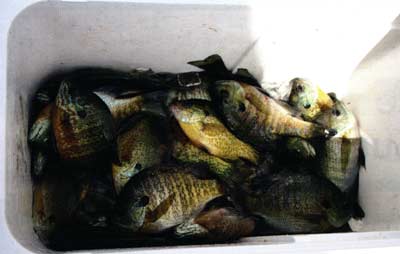 Overcrowded bluegill are indicated by lots of fish close to the same size, with limited successful reproduction.