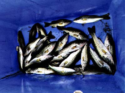 Bass harvested from Redwine Ranch Lake. Interesting findings when they were filleted.