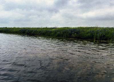 The water adjacent to the dam had bushy pondweed growing in water up to 12 feet deep.