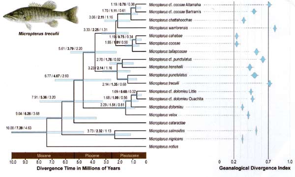 Species tree from Kim et al. (2022).