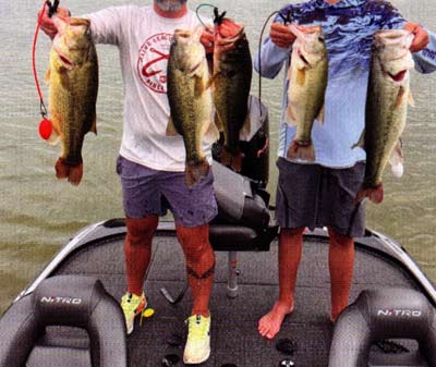 Which LMB are healthy?