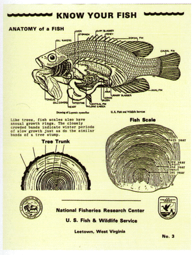 Figure 8. How to determine fish age. Credit: U.S. Fish & Wildlife Service 