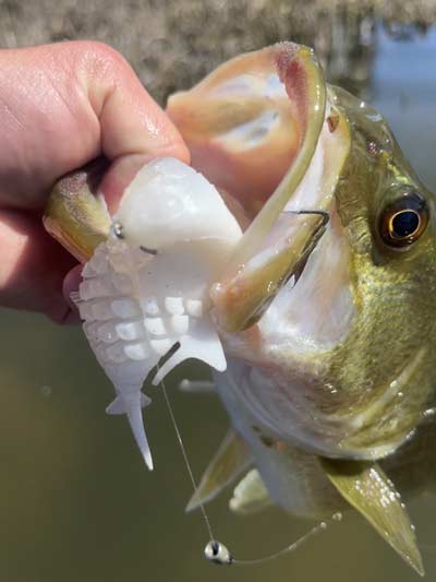 Bright white baits are popular choices for targeting spawning bass.