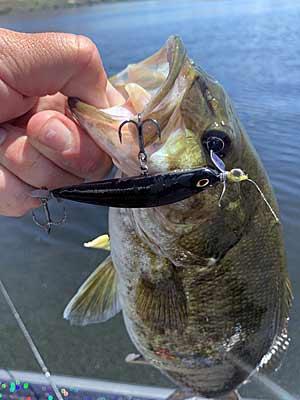 A spybait is a great choice for clear water bass fishing when the fish are unwilling to chase bigger and more aggressive lures.