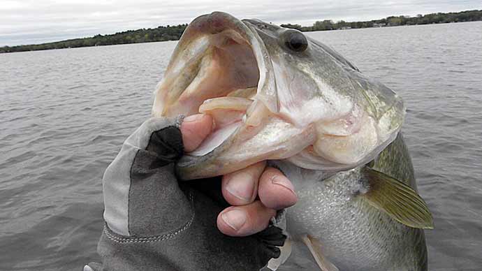 Big Worm Patterns And Secrets  The Ultimate Bass Fishing Resource