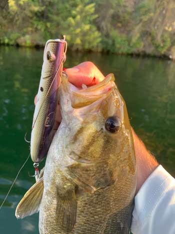 A Seasonal Guide to Smallmouth Bass | The Ultimate Bass Fishing Resource Guide LLC A Seasonal Guide to Smallmouth Bass | The Ultimate Bass Fishing Resource Guide LLC