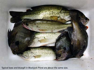 Typical bass and bluegill in Blackjack Pond are about the same size.