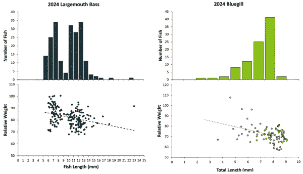 Left: Bass size distribution and condition. Right: Bluegill size distribution and condition.