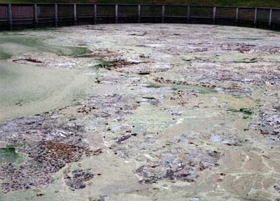 Heavy cyanobacteria bloom in the upper end of Chadwick Lake in late summer.
