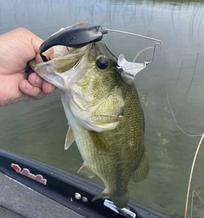 A buzzbait is an excellent choice for catching bass in June. Plus, it's fun to use!