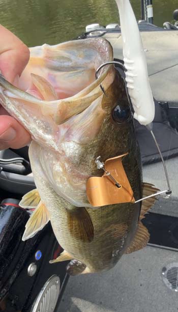 A buzzbait with a soft plastic toad is a great way to imitate a small group of shad on the surface.