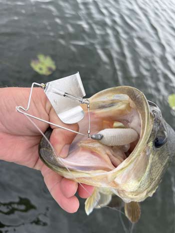 Don't be afraid to pull out your buzzbaits early this year before everyone else starts thinking of topwater lures.