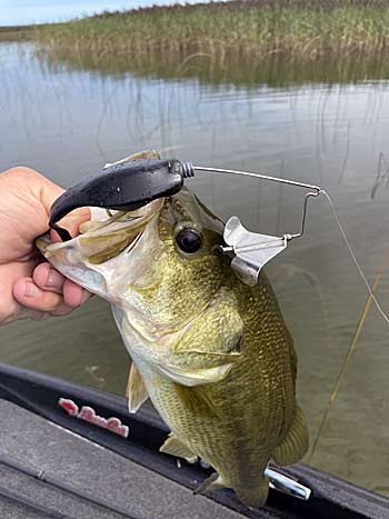 What is the Best Way to Fish for Bass in July? | The Ultimate Bass Fishing Resource Guide LLC What is the Best Way to Fish for Bass in July? | The Ultimate Bass Fishing Resource Guide LLC