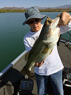 Carolina rigs are known for catching big bass.