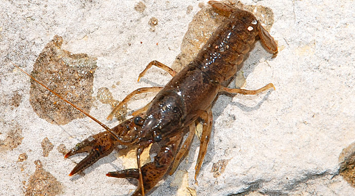 Crayfish - Asset or Liability?