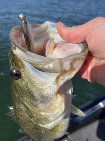 Minnow-style baits have evolved and are often designed to impart strong movement with each rod shake.
