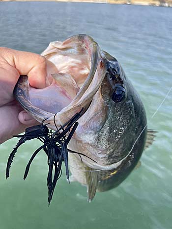 Standard Arky-style jigs have likely caught more bass than any other jig style.