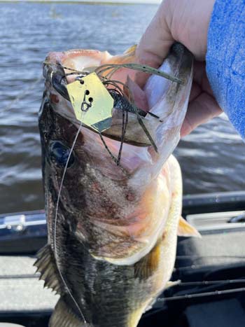 The popularity of the ChatterBait has stayed strong since it was released and they are still among the most effective lures you can use to catch bass.