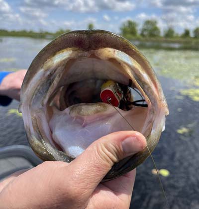 Having the right line and gear will allow you to land big bass with a frog